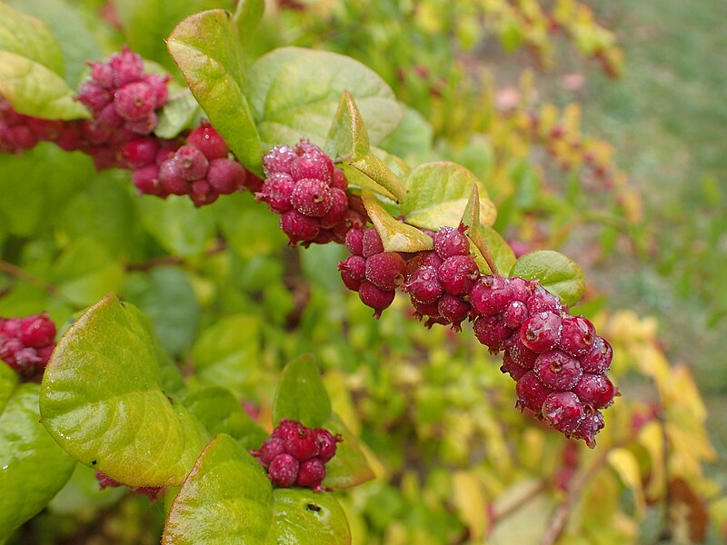 File:Symphoricarpos orbiculatus kz01.jpg