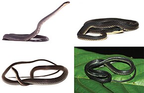 Synophys species.jpg -kuvan kuvaus.