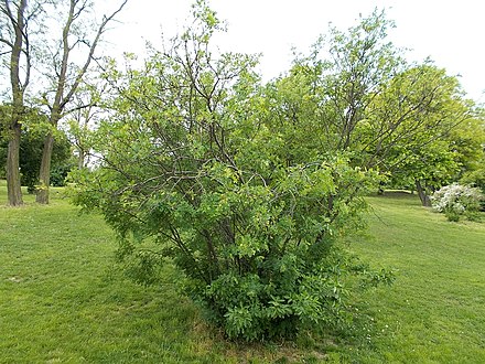 Caragana arborescens, taken on 1 May, Taban Park Botanical nature trail, Budapest