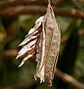 Thumbnail for File:Tabebuia aurea (Caribbean Trumpet Tree) dried fruit W IMG 8179.jpg