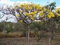 Handroanthus ochraceus (habitus)