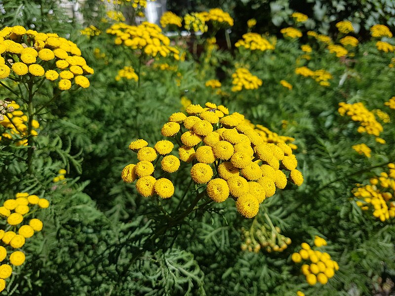 File:Tanacetum vulgare Blüten.jpg