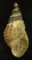 File:Tarebia granifera shell.png