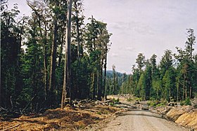 Tasmanië logging 05 Styx logging road.jpg