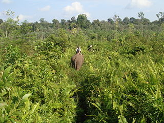 <span class="mw-page-title-main">Tesso Nilo National Park</span> National park in Riau Province, Sumatra, Indonesia