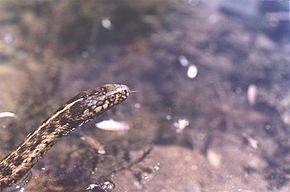 Beschrijving van de afbeelding Thamnophis couchii.jpg.