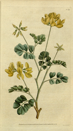 Coronilla valentina