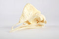 The Childrens Museum of Indianapolis - Cassowary skull cast.jpg
