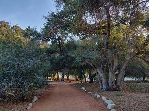 Rock-lined dirt path through a forest of coast live oak trees