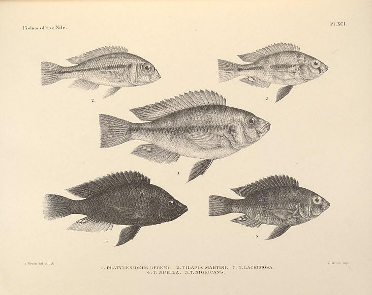 File:The fishes of the Nile (Pl. XCI) (6961628691).jpg