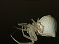 Thomisidae (Crab spiders)