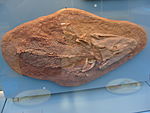 Tiktaalik belçika.JPG