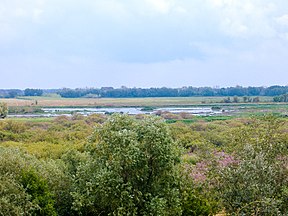 Auensumpf und Alpár-Wiese mit angrenzendem Galerie- und Sumpfwald