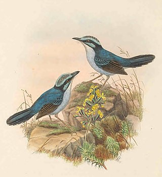 <span class="mw-page-title-main">Broad-billed fairywren</span> Species of bird