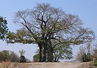 Tolkein Tree