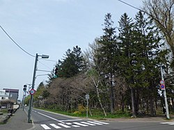 屯田防風林