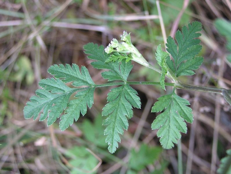 File:Torilis arvensis 2005.07.21 14.30.00-p7210047.jpg