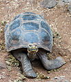 * Nomination San Cristobal Island Galapagos tortoise (Chelonoidis chathamensis), Santa Cruz Island, Galapagos Islands, Ecuador --Poco a poco 07:44, 2 April 2018 (UTC) * Promotion Good quality. --Isiwal 07:58, 2 April 2018 (UTC)