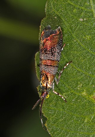 <i>Tortyra</i> Genus of moths