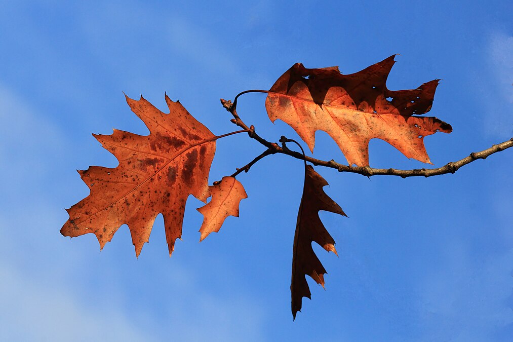 ♫ And the leaves that are green turned to brown ♫ ♪ And they wither with the wind… ♪