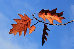 feuilles en automne