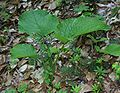 Trachystemon orientalis