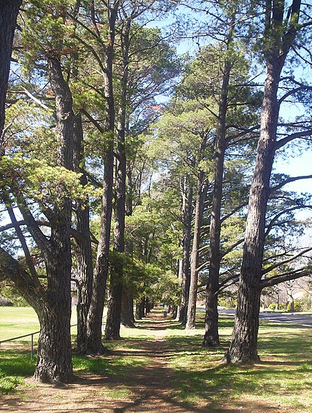 File:Trees downer canberra oval.jpg