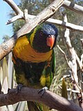 Thumbnail for File:Trichoglossus haematodus - lorikeet on a branch-8a.jpg