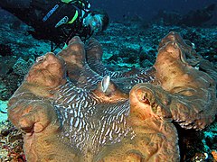 A giant clam from East Timor of over one meter in length.