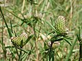 Trifolium bocconei Inflorescences