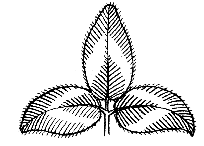 File:Trifoliate (PSF).png