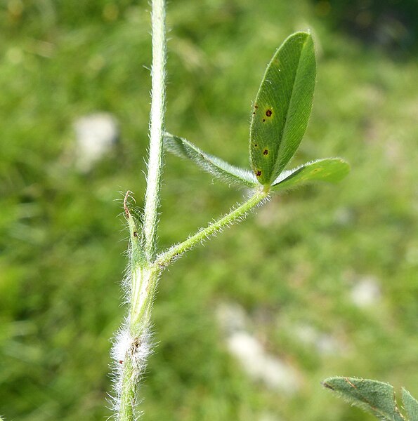 File:Trifolium ochroleucon leaf (03).jpg