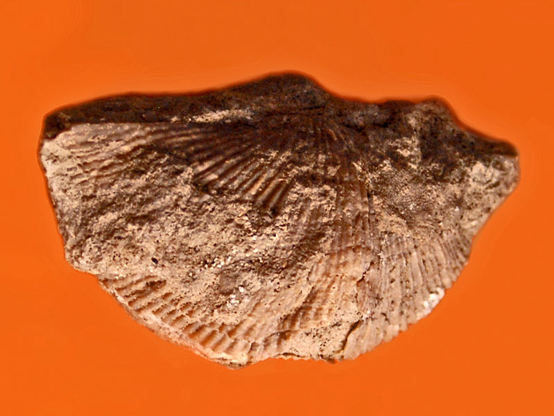 File:Trigonotretidae - Neospirifer ravana.JPG