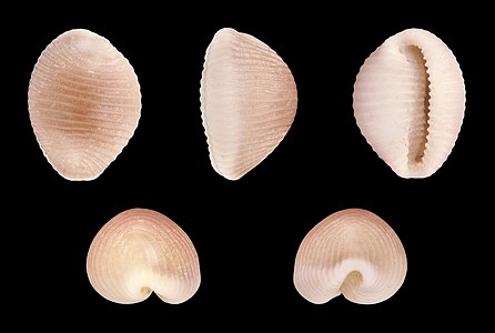 Trivia europaea