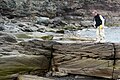 Cross-sectional view (perpendicular to paleoflow) of trough cross-bedding