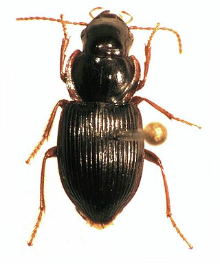 <i>Tuiharpalus</i> Genus of beetles