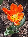 Tulipa 'Irene Parrot', Tulipan 'Irene Parrot', 2023-04-23