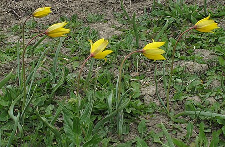 Tulipa sylvestris