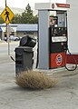 A tumbleweed in Chelan, Washington