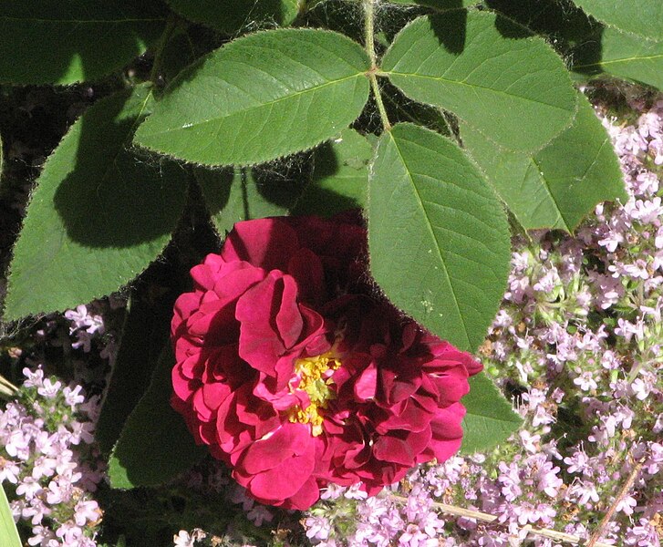 File:Tuscan Superb Rose And Thyme.jpg