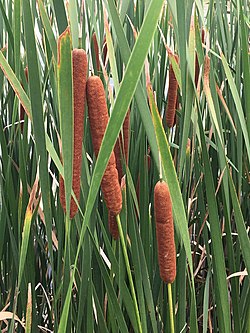 Typha × glauca