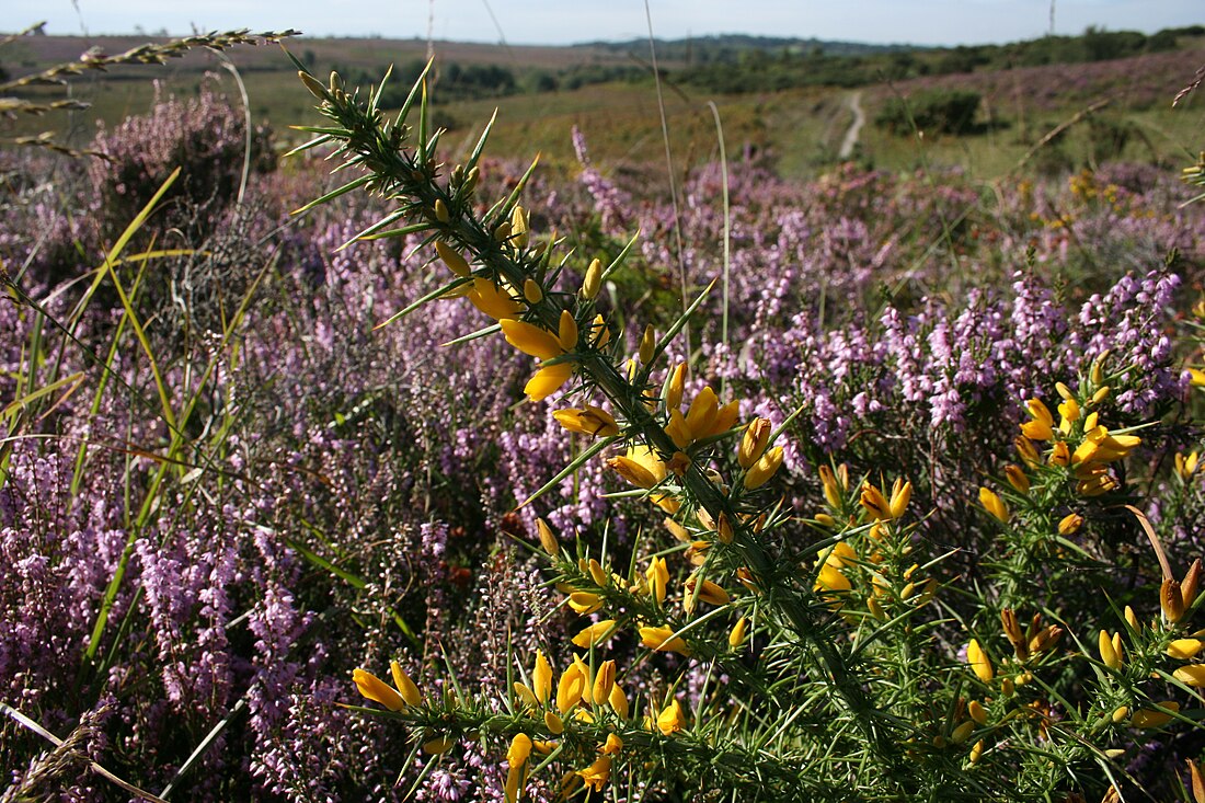 Ulex gallii