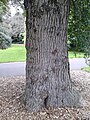 Bole, RBGE, showing graft-mark bottom right