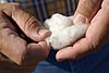 Upland cotton pulled out of a boll before harvest. (24490308693).jpg