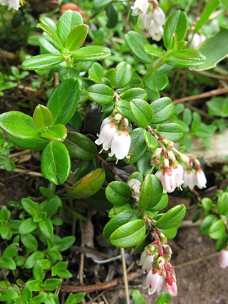 File:Vaccinium vitis-idaea Japan1.JPG