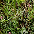 Valeriana dioica leaf