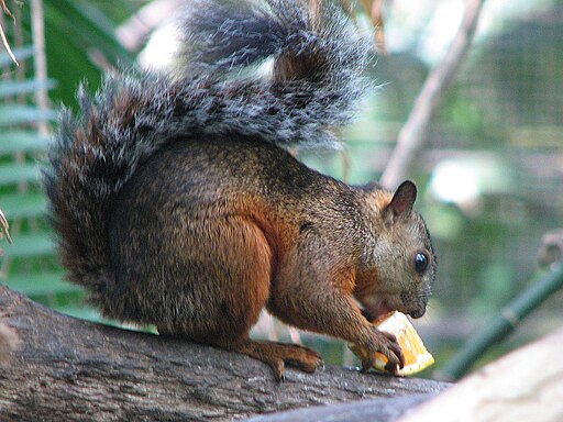 Variegated Squirre 2