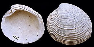 A fossilized shell of V. verrucosa Venus verrucosa2.jpg