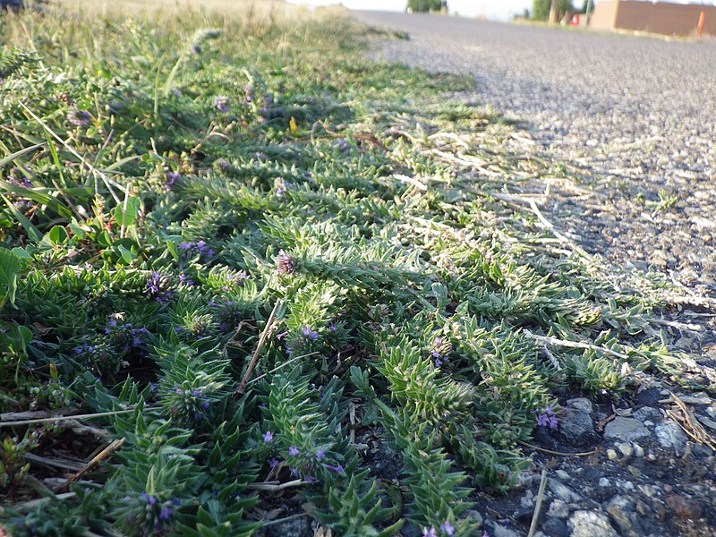 File:Verbena bracteata (7978176697).jpg