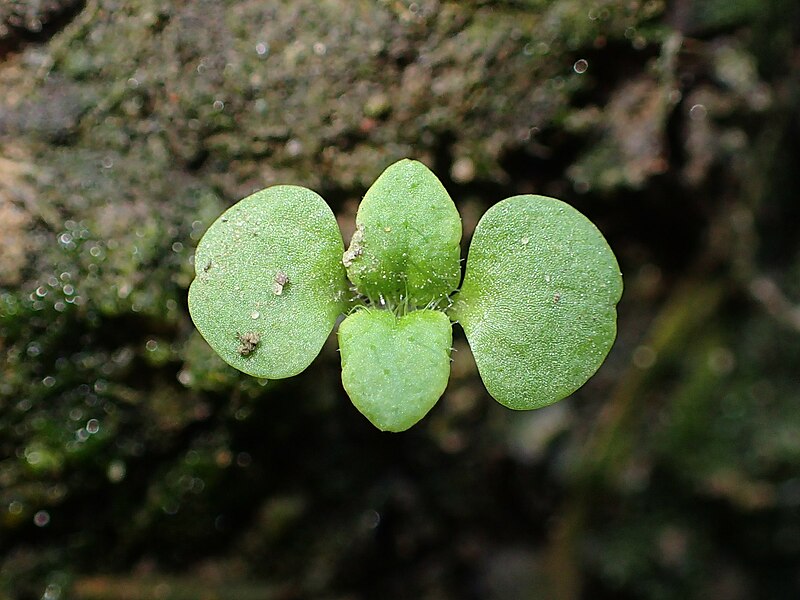 File:Veronica arvensis kz06.jpg